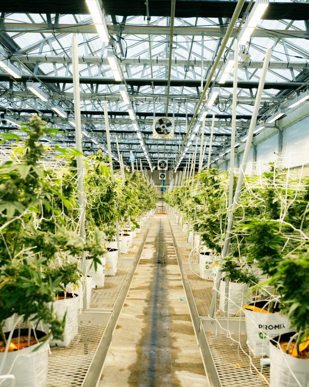 Our cannabis is nurtured in living soil using cover crops, nature’s compost, and no synthetic inputs.”