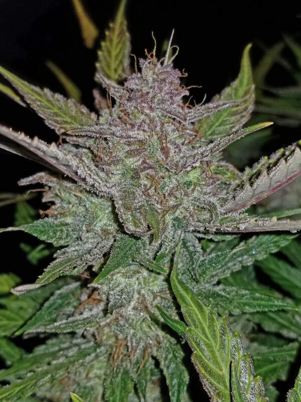 Cream Cookies Auto - Image 9