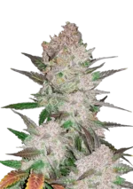 Cream Cookies Auto™ cannabis plant—compact, resin-coated nugs with green and purple hues, exuding creamy cookie dough, earthy spice, and woody aromas.
