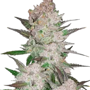Cream Cookies Auto™ cannabis plant—compact, resin-coated nugs with green and purple hues, exuding creamy cookie dough, earthy spice, and woody aromas.