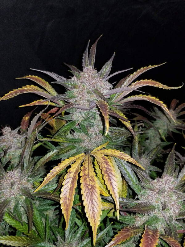 Cream Cookies Auto - Image 3