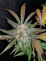 Cream Cookies Auto - Image 5