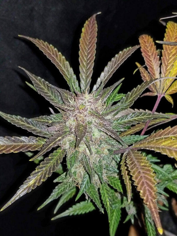 Cream Cookies Auto - Image 5