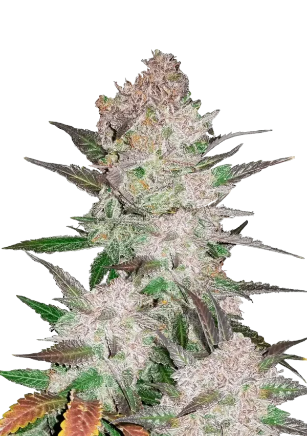 Cream Cookies Auto™ cannabis plant—compact, resin-coated nugs with green and purple hues, exuding creamy cookie dough, earthy spice, and woody aromas.