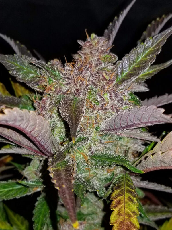 Cream Cookies Auto - Image 6