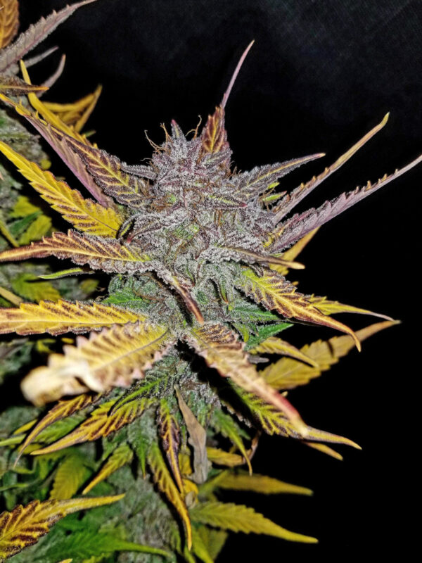 Cream Cookies Auto - Image 8