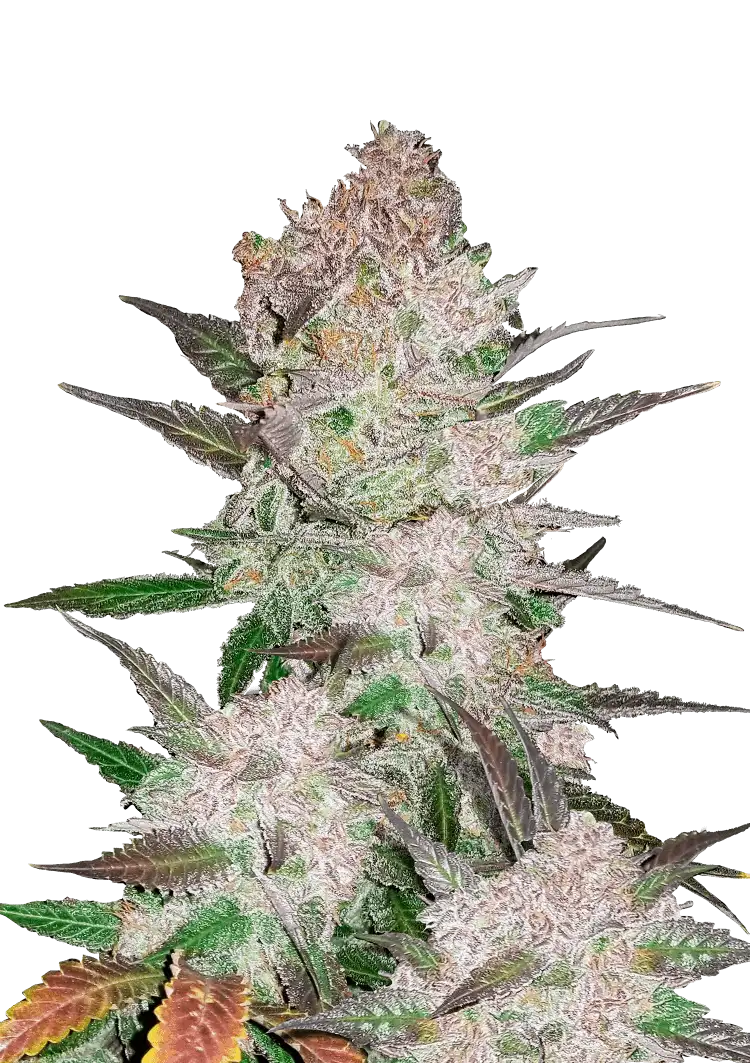 Cream Cookies Auto™ cannabis plant—compact, resin-coated nugs with green and purple hues, exuding creamy cookie dough, earthy spice, and woody aromas.