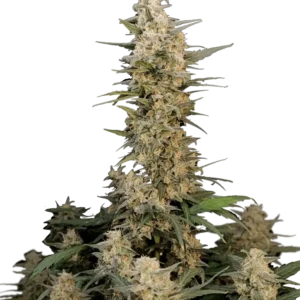 Critical Auto™ cannabis plant by Fast Buds—tall, dense, resin-coated buds with golden pistils, emitting bold citrus-pine and earthy-floral aromas.