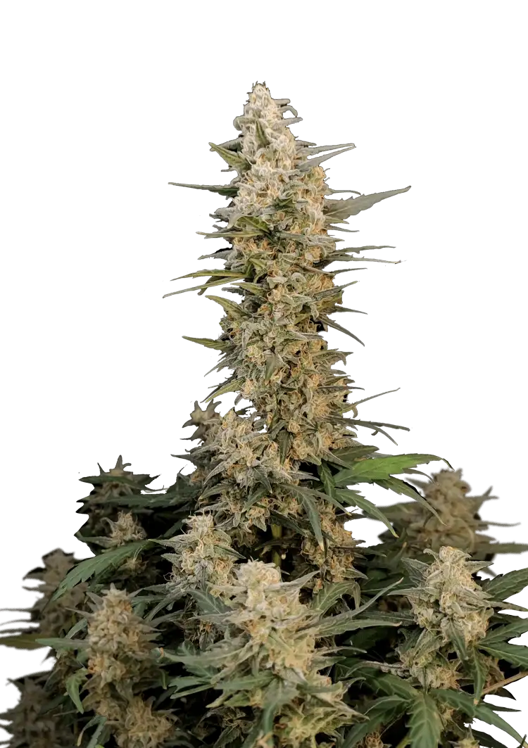 Critical Auto™ cannabis plant by Fast Buds—tall, dense, resin-coated buds with golden pistils, emitting bold citrus-pine and earthy-floral aromas.