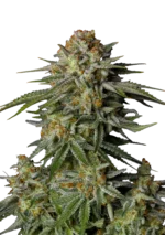 A vibrant GG4 Sherbet FF cannabis plant with bright orange pistils and dense, trichome-laden buds, cultivated by Fast Buds.