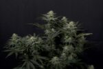 GG4 Sherbet FF - Image 3