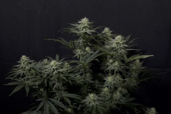 GG4 Sherbet FF - Image 3