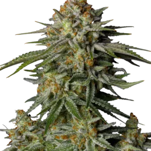 A vibrant GG4 Sherbet FF cannabis plant with bright orange pistils and dense, trichome-laden buds, cultivated by Fast Buds.