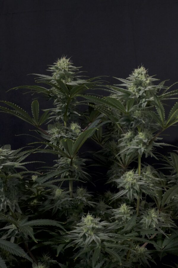 GG4 Sherbet FF - Image 5