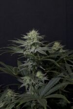 GG4 Sherbet FF - Image 6