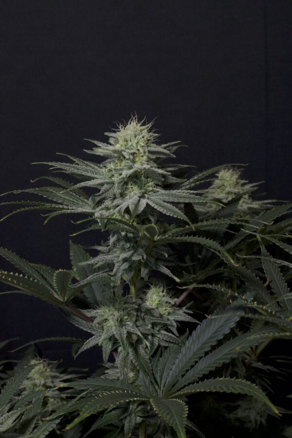 GG4 Sherbet FF - Image 6
