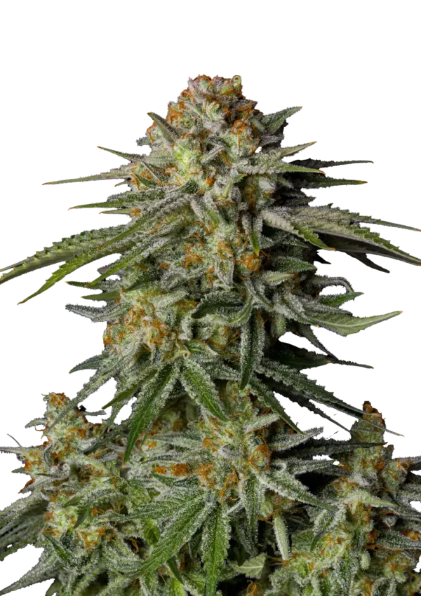 A vibrant GG4 Sherbet FF cannabis plant with bright orange pistils and dense, trichome-laden buds, cultivated by Fast Buds.