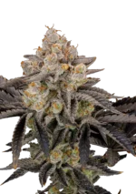 A robust Gorilla Cookies FF cannabis plant glistening with trichomes and dense buds, grown by Fast Buds.