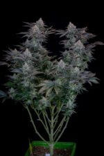 Gorilla Cookies FF - Image 3