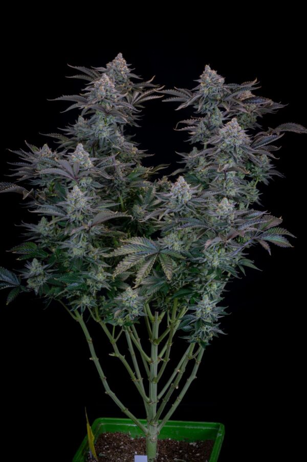 Gorilla Cookies FF - Image 3