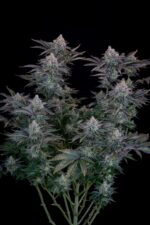 Gorilla Cookies FF - Image 5