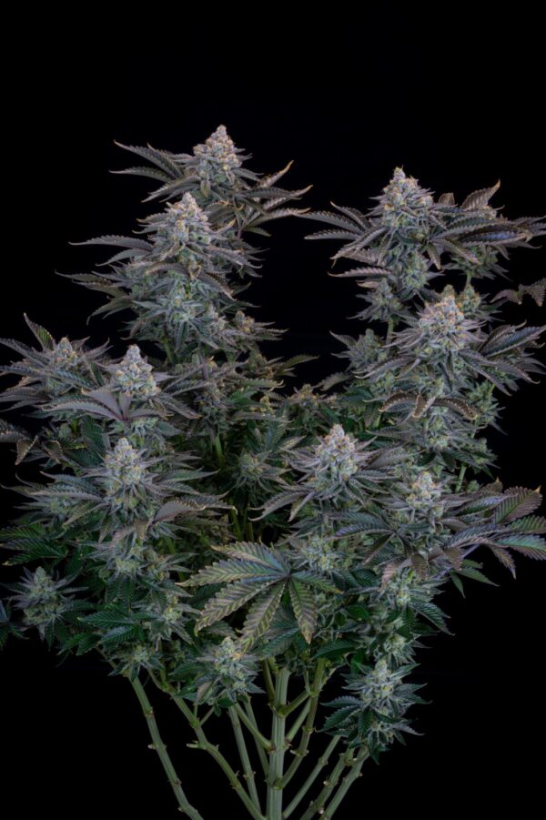 Gorilla Cookies FF - Image 5
