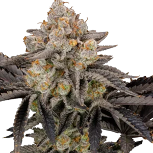 A robust Gorilla Cookies FF cannabis plant glistening with trichomes and dense buds, grown by Fast Buds.