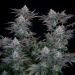 Gorilla Cookies FF - Image 6