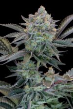 Gorilla Cookies FF - Image 7