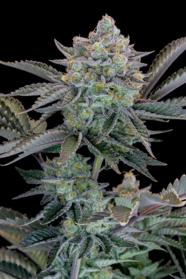 Gorilla Cookies FF - Image 7