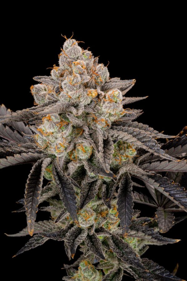Gorilla Cookies FF - Image 2