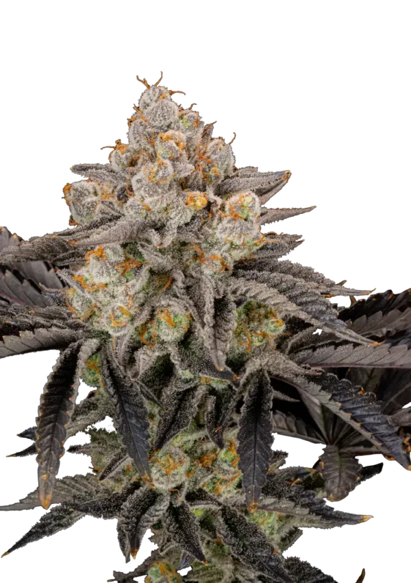 A robust Gorilla Cookies FF cannabis plant glistening with trichomes and dense buds, grown by Fast Buds.