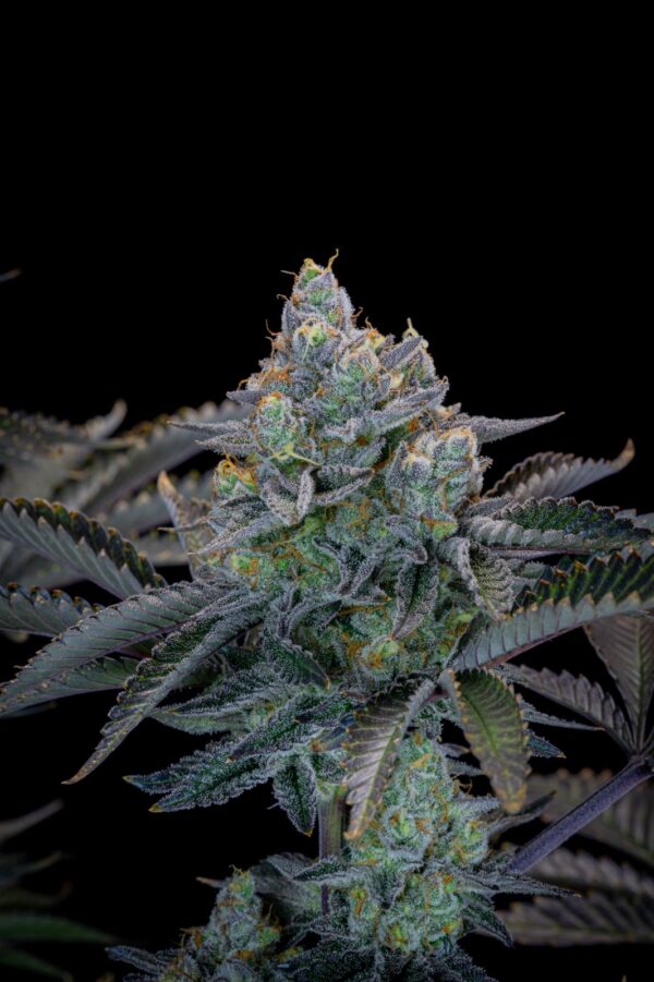 Gorilla Cookies FF - Image 8