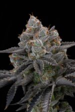 Gorilla Cookies FF - Image 9