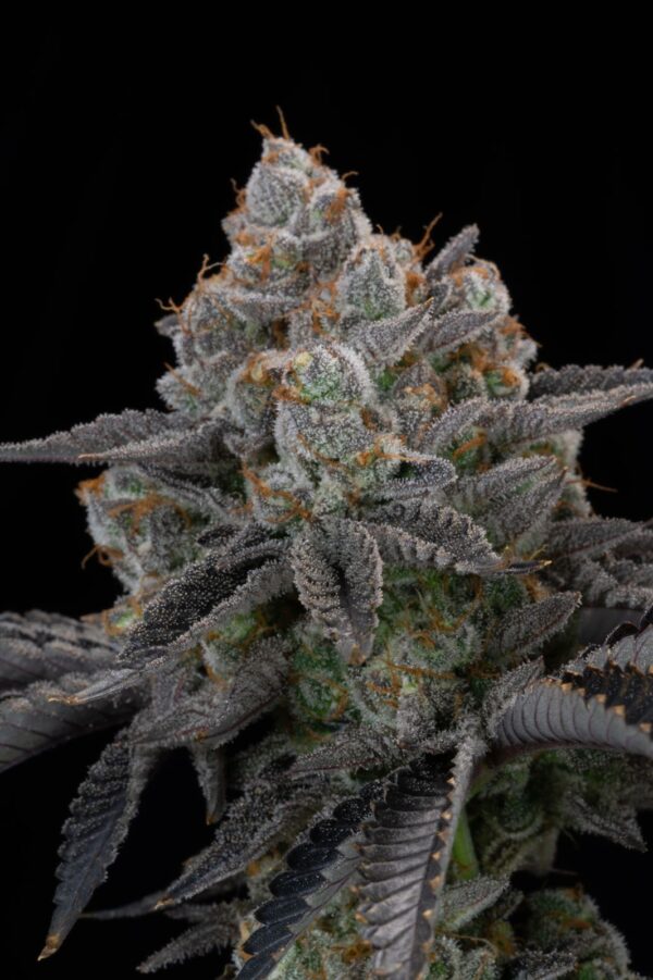 Gorilla Cookies FF - Image 9