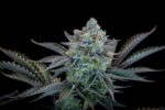 Gorilla Cookies FF - Image 4