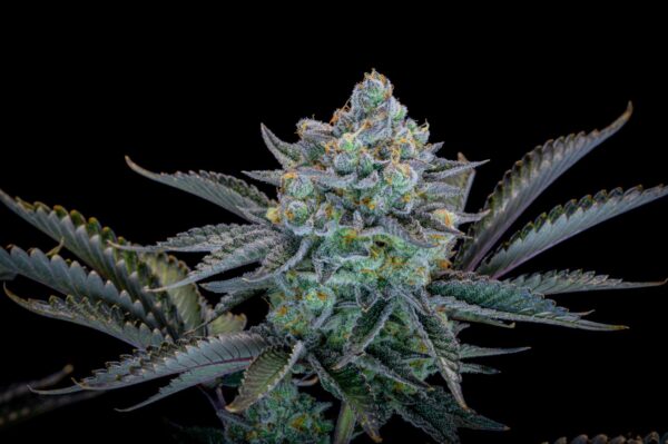 Gorilla Cookies FF - Image 4