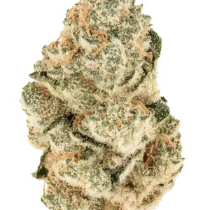 A wide, XL-sized Gorilla Melon plant with glistening trichomes and dense melon-scented buds, glowing under grow lights. The plant exudes tropical sweetness and gassy funk, with sticky resin coating every cola.