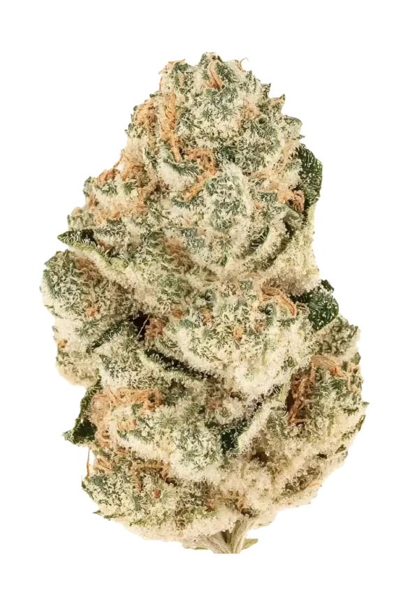A wide, XL-sized Gorilla Melon plant with glistening trichomes and dense melon-scented buds, glowing under grow lights. The plant exudes tropical sweetness and gassy funk, with sticky resin coating every cola.