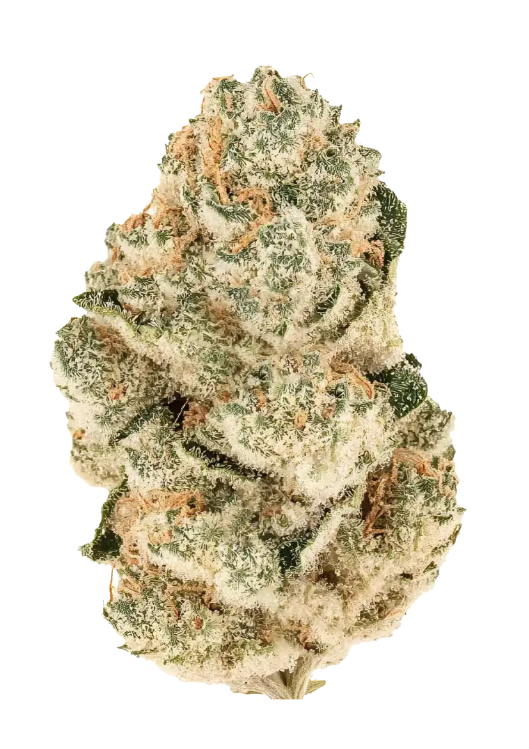 A wide, XL-sized Gorilla Melon plant with glistening trichomes and dense melon-scented buds, glowing under grow lights. The plant exudes tropical sweetness and gassy funk, with sticky resin coating every cola.