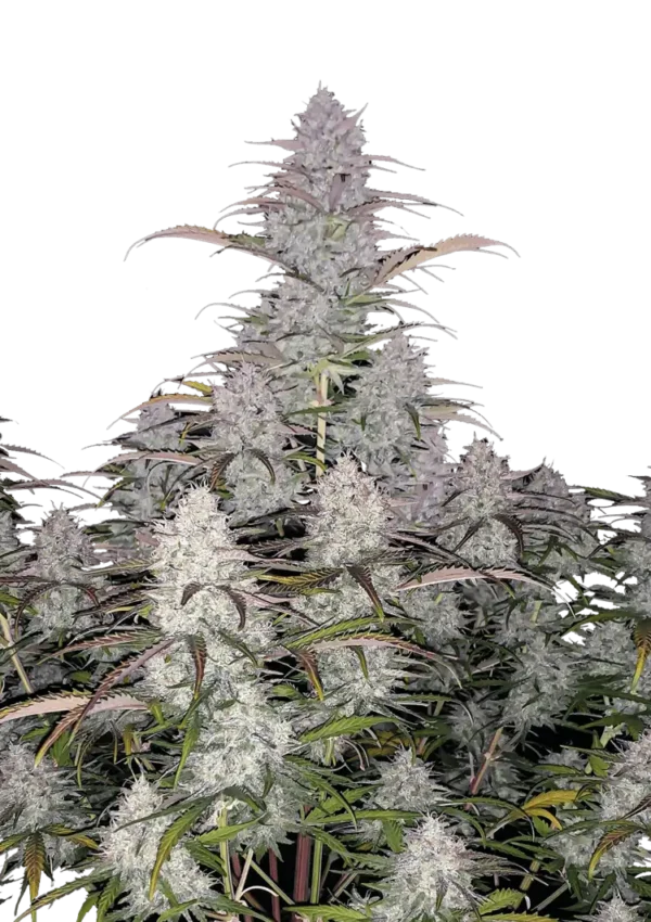 Green Crack Auto - Image 7