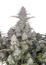 Green Crack Auto™ cannabis plant by Fast Buds—medium-tall with resin-coated colas and bright pistils, exuding strong tropical mango and citrus aromas with spicy undertones.