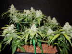 Green Crack Auto - Image 2