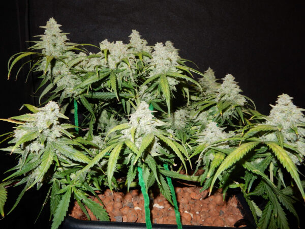 Green Crack Auto - Image 2