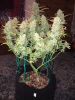 Green Crack Auto - Image 3