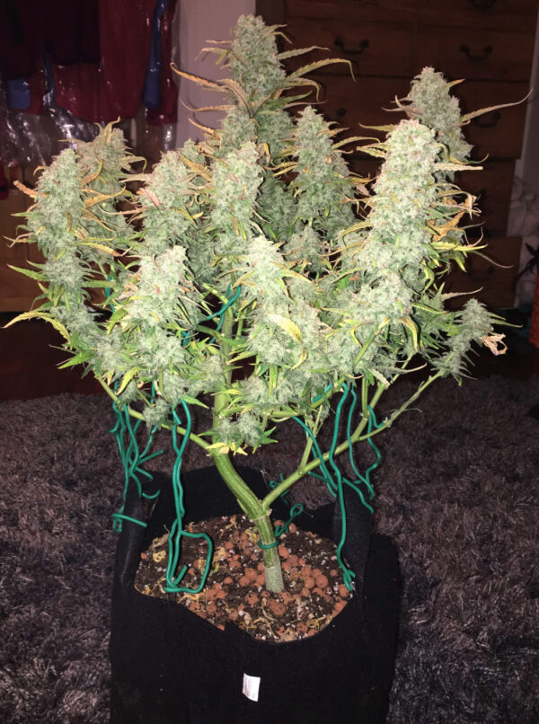 Green Crack Auto - Image 3