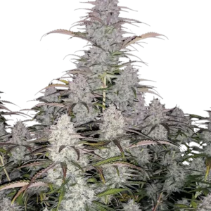Green Crack Auto™ cannabis plant by Fast Buds—medium-tall with resin-coated colas and bright pistils, exuding strong tropical mango and citrus aromas with spicy undertones.