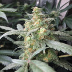 Green Crack Auto - Image 4