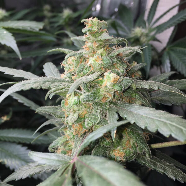 Green Crack Auto - Image 4