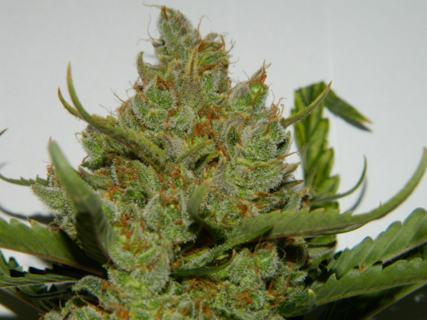 Green Crack Auto - Image 5